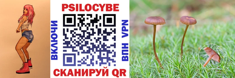 купить   Ершов  Псилоцибиновые грибы прущие грибы 